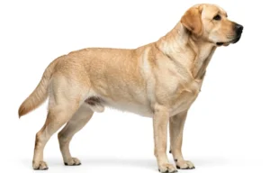 Labrador Retriever Care Appearance Characteristics Breed Standard